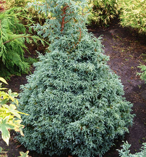 Chamaecyparis pisifera 'Baby Blue'- Cypřišek hrachonosný Baby Bl