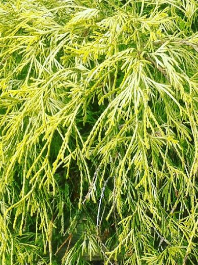 Chamaecyparis pisifera. 'Filifera Aurea - Cypřišek hrachonosný '
