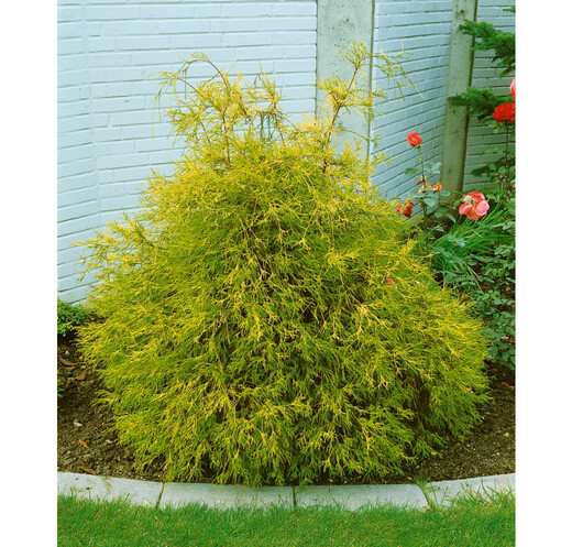 Chamaecyparis pisifera. 'Filifera Aurea - Cypřišek hrachonosný '