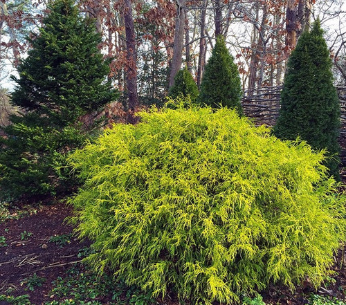 Chamaecyparis pisifera. 'Filip's Happy Day'- Cypřišek hrachonosn