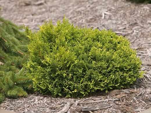 Chamaecyparis pisifera 'Parslori' – Cypřišek hrachonosný ‘Parslo