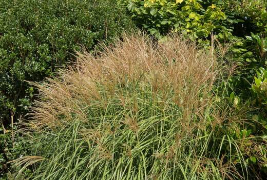 Miscanthus sinensis Yaukushimana Dwarf
