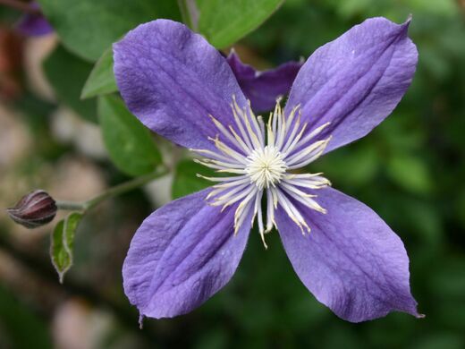 Clematis integrifolia