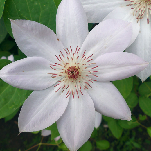 Clematis 'Miss Bateman'