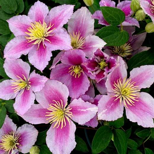 Clematis 'Pillu'