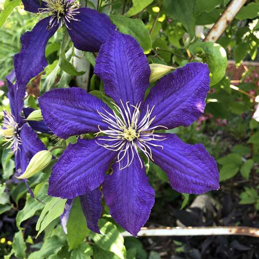 Clematis 'The President'