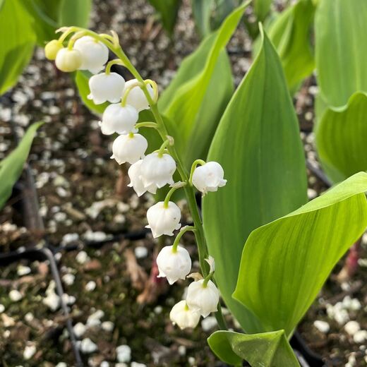 Convallaria majalis