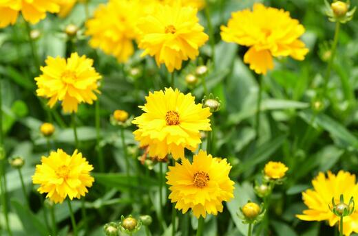 Coreopsis grand. 'Presto®' Krásnoočko velkokvěté 'Presto®'