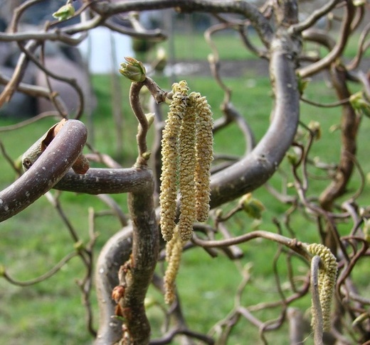 corylus avellana contorta - Liska obecná contorta.jpg