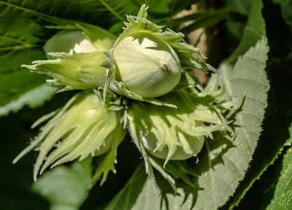 Corylus avellana Hallská obrovská - Líska velkoplodá.jpg