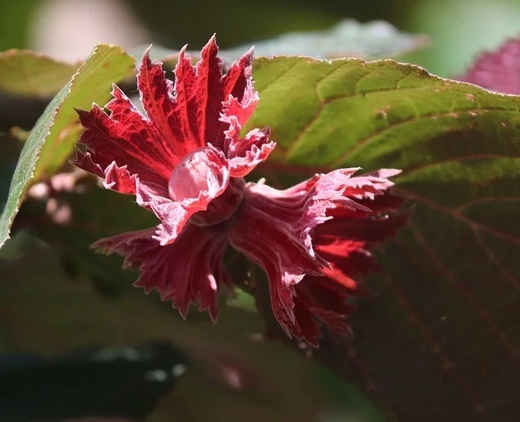 Corylus maxima Purpurea - Liska největší purpurea.jpg