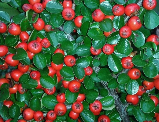 cotoneaster dammeri coral beauty - Skalník Dammerův.jpg
