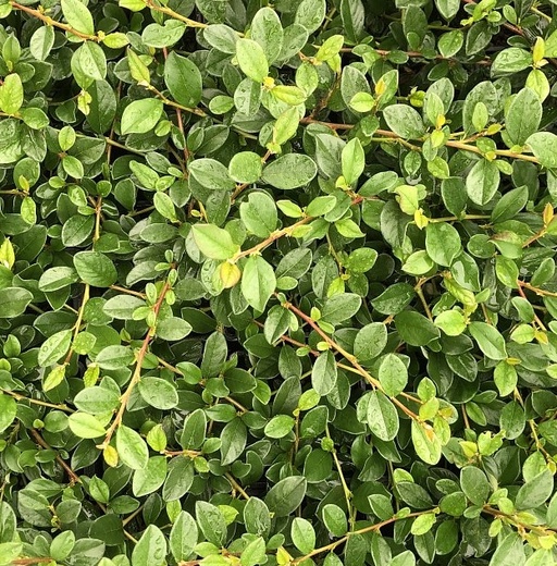Cotoneaster dammeri Miranda - Skalník Dammerův Miranda.jpg