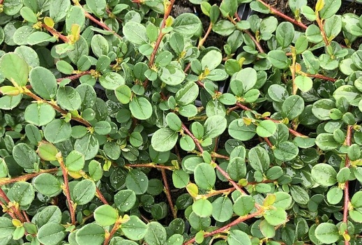 cotoneaster streibs mayor - Skalník  Streibs Mayor.jpg