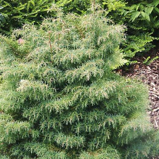Cryptomeria japonica. 'Elegans Viridis'- kryptomérie japonská