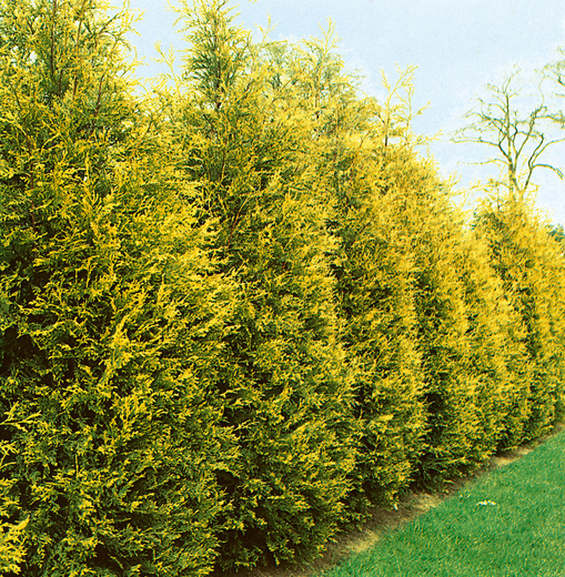 Cupressocyparis leylandii 'Excalibur Gold - Cypřišovec Leylandův