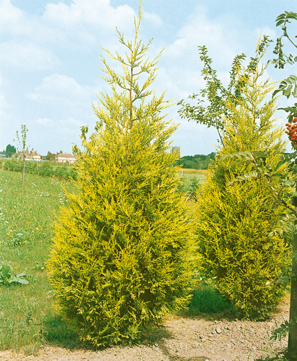 Cupressocyparis leylandii. 'Geusert'- cypřišovec Leylandův