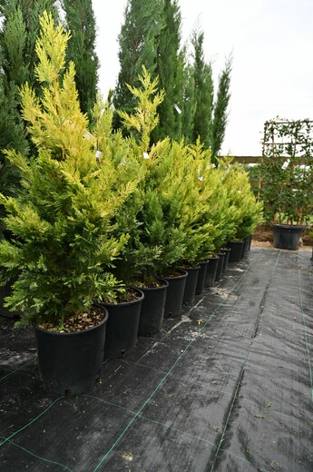 Cupressocyparis leylandii. 'Gold Rider'- cypřišovec Leyylandův
