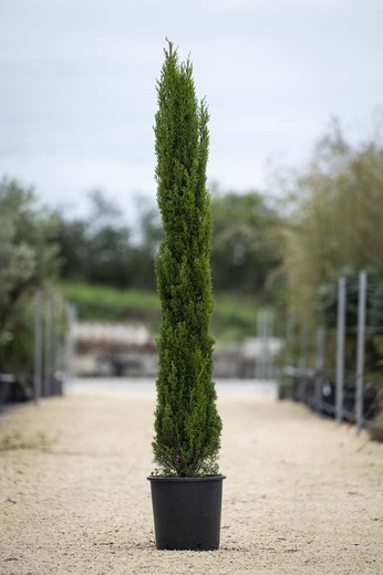 Cupressus sempervirens 'Totem'- Cypřiš stálezelený 'Totem- 40/60