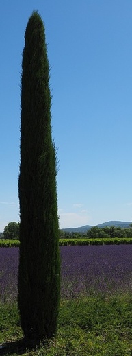 Cupressus sempervirens Totem - Cypřiš vždyzelený.jpg