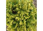 Cypřišek hrachonosný Golden Pin Cushion - CHAMAECYPARIS PISIFERA