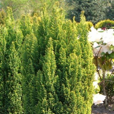 Chamaecyparis lawsoniana 'Ellwood's Gold'- Cypřišek Lawsonův 'El