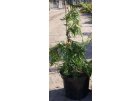Cypřišek nutkajský Pendula - Chamaecyparis nootkatensis Pendula.