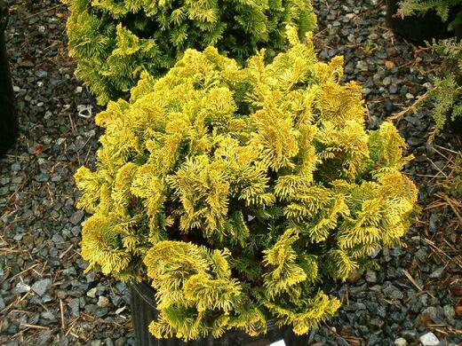 Cypřišek tupolistý Nana Aurea -  CHAMAECYPARIS OBTUSA NANA AUREA