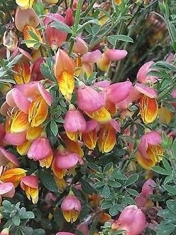 Cytisus La Coquette - Čilimník.jpg