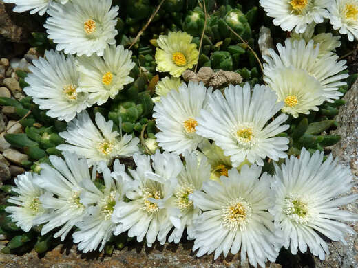 Delosperma basuticum White Nugget