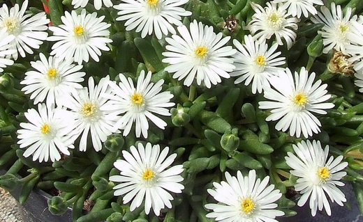 Delosperma 'sel® Lido White' Kosmatec 'sel® Lido White'