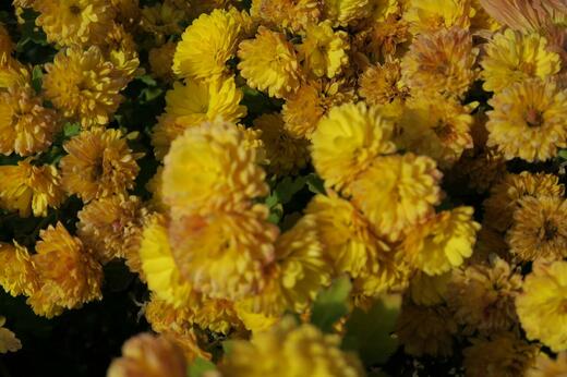Dendranthema (Chrys.hort) indicum Bienchen