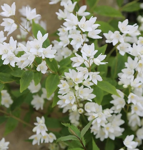 Deutzia crenata Nikko - Trojpuk drsný Nikko.jpg