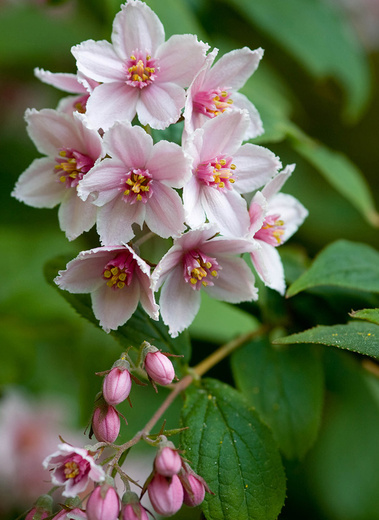 Deutzia hybrida Mont Rose - Trojpuk Mont Rose.jpg