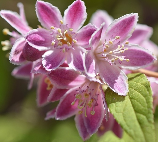 Deutzia hybrida Strawberry Field - Trojpuk Strawberry Field.jpg