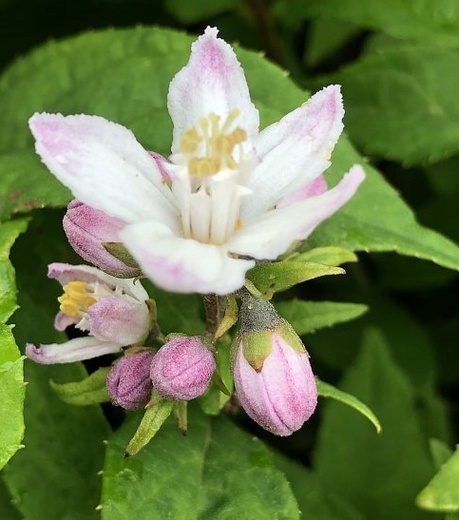 Deutzia Raspberry Sundae - Trojpuk Raspberry Sundae.jpg