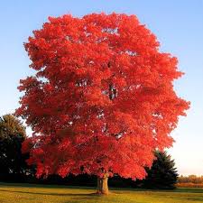 Dub červený - Quercus rubra