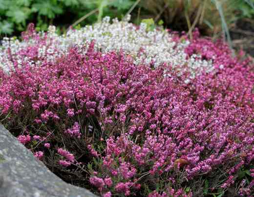 Erica carnea a tetralix – v kultivarech