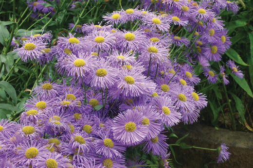 Erigeron spec. 'Azure Beauty' Turan 'Azure Beauty'
