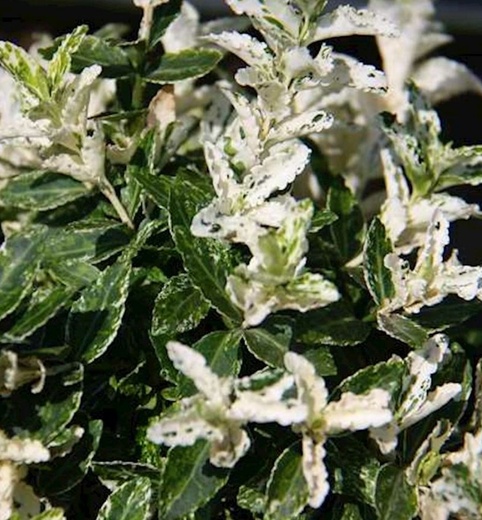 Euonymnus fortunei Harlequin - Brslen Fortuneův Harlequin.jpg
