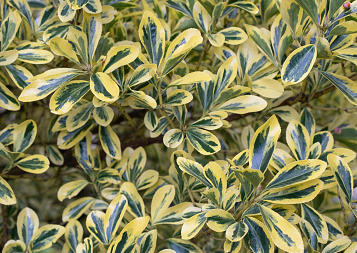 Euonymus japonicus Aureomarginatus - Brslen japonský.jpg