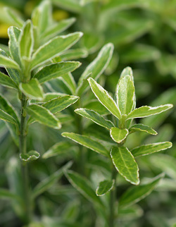 Euonymus japonicus Microphyllus Albus - Brslen japonský.jpg