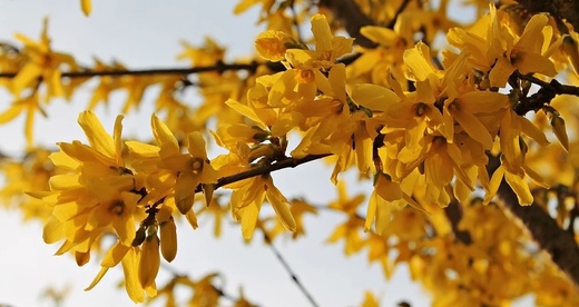 Forsythia intermedia Maluch - Zlatice Maluch.jpg