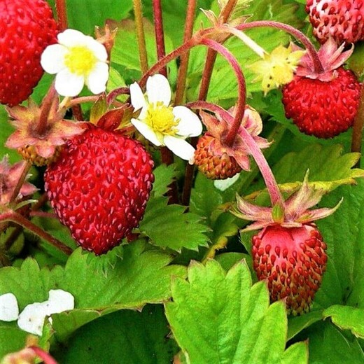 Fragaria vesca var. Semperflorens Alexandria