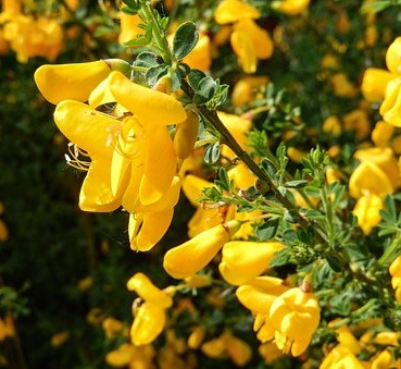 Genista tinctoria royal gold - Kručinka barvířská Royal Gold.jpg