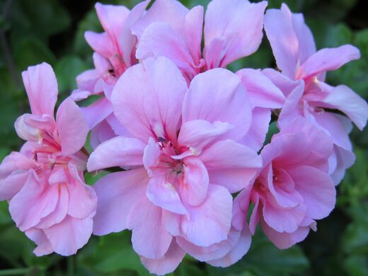 Geranium 'Pink Pinks' Kakost 'Pink Pinks'