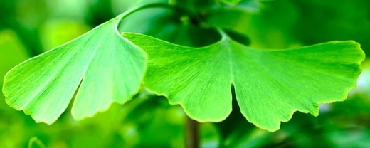 Ginkgo biloba - Jinan dvoulaločný.jpg