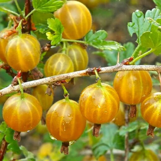 Ribes uva-crispa 'Hinnonmaeki Yellow'
