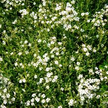 Gypsophila rep. 'Filou White' Šater plazivý 'Filou White'