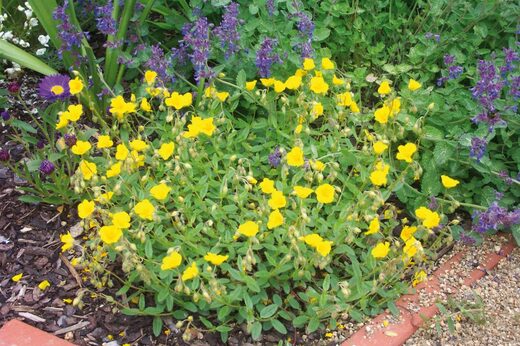 Helianthemum numm. 'Golden Queen' Devaterník velkokvětý 'Golden